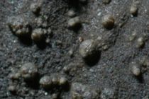 Myxophora leptogiifera